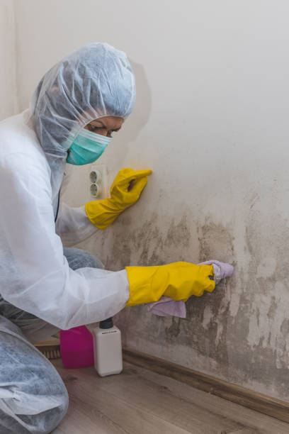 Mold Remediation for Rental Properties in Bovina, TX